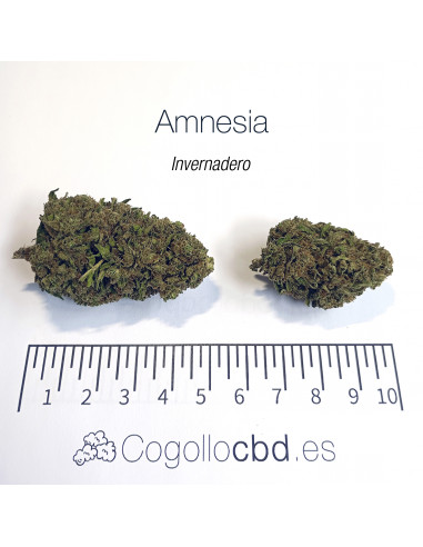 AMNESIA HAZE 5.43% CBD - Invernadero