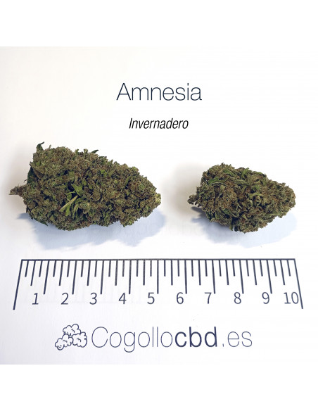 AMNESIA HAZE 5.43% CBD - Invernadero