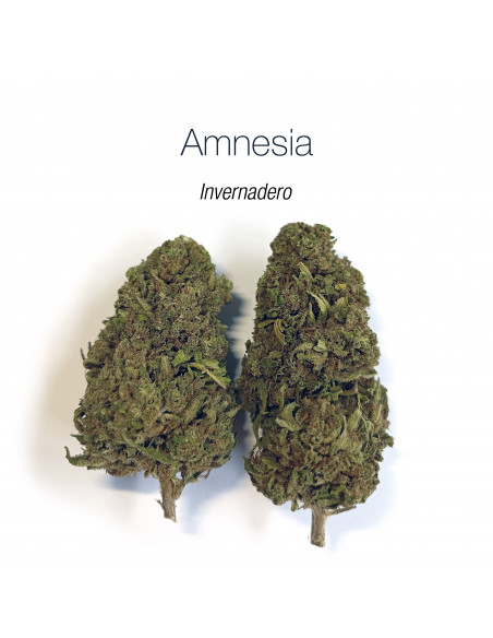 AMNESIA HAZE 5.43% CBD - Invernadero