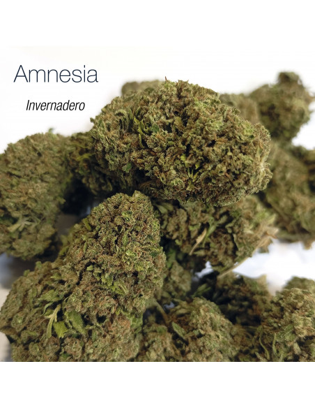 AMNESIA HAZE 5.43% CBD - Invernadero