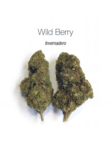 WILD BERRY 7.25% CBD - Invernadero