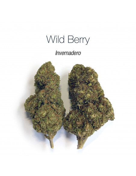 WILD BERRY 7.25% CBD - Invernadero