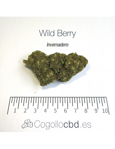 WILD BERRY 7.25% CBD - Invernadero