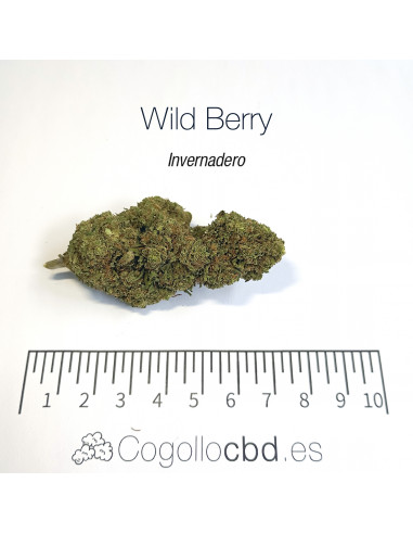 WILD BERRY 7.25% CBD - Invernadero