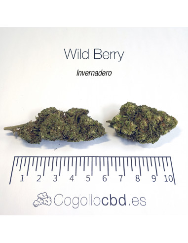 WILD BERRY 7.25% CBD - Invernadero