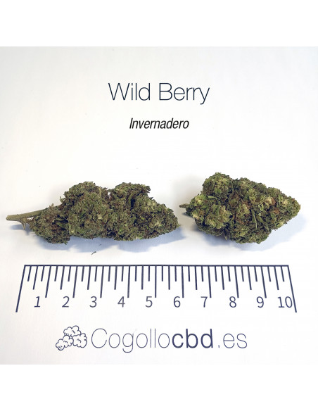 WILD BERRY 7.25% CBD - Invernadero