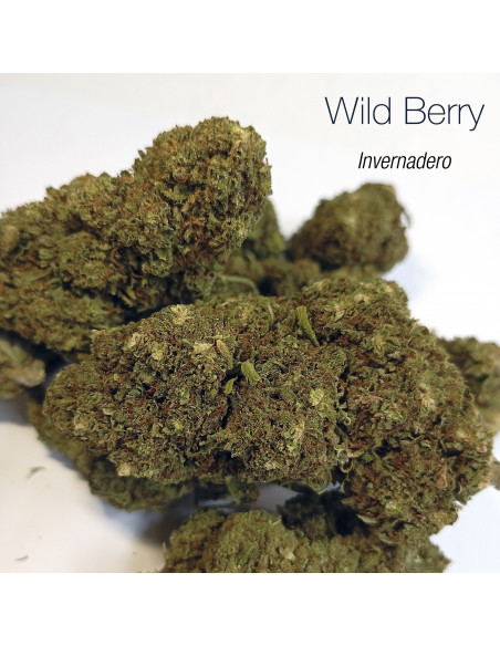 WILD BERRY 7.25% CBD - Invernadero