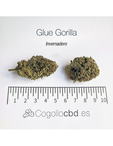 GLUE GORILLA 5.19% CBD - Invernadero
