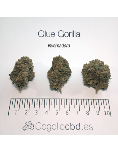 GLUE GORILLA 5.19% CBD - Invernadero