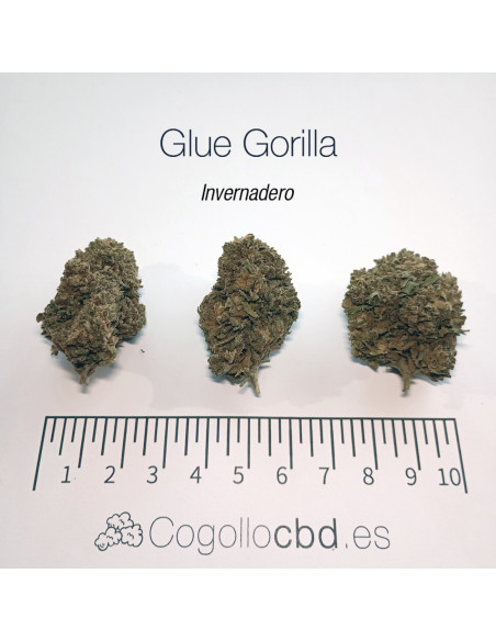 GLUE GORILLA 5.19% CBD - Invernadero