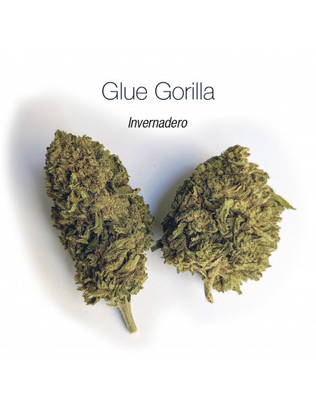 GLUE GORILLA 5.19% CBD - Invernadero