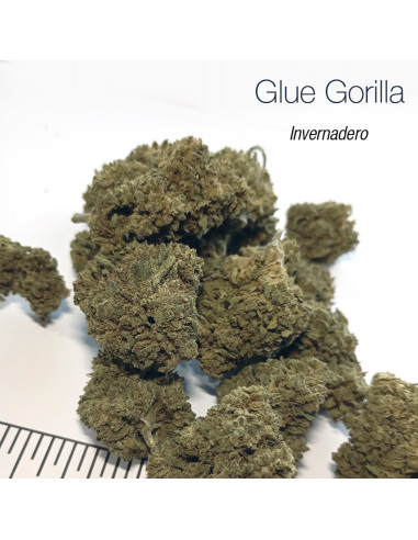 GLUE GORILLA 5.19% CBD - Invernadero