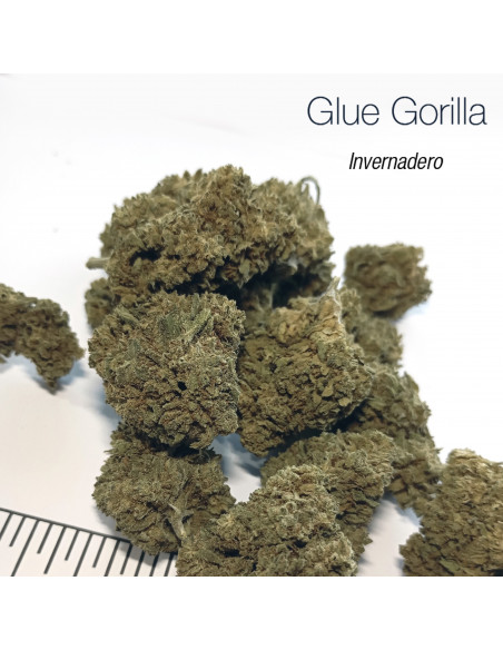 GLUE GORILLA 5.19% CBD - Invernadero