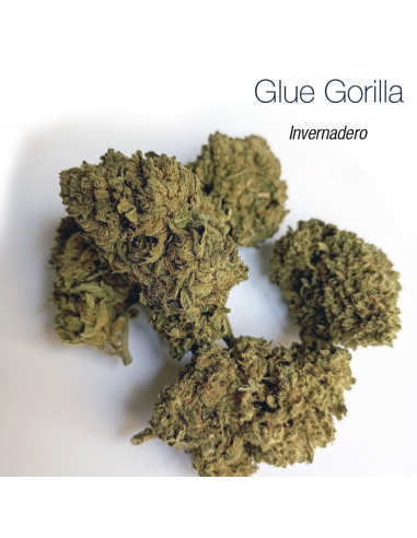 GLUE GORILLA 5.19% CBD - Invernadero