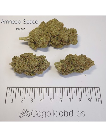 AMNESIA SPACE - Interior