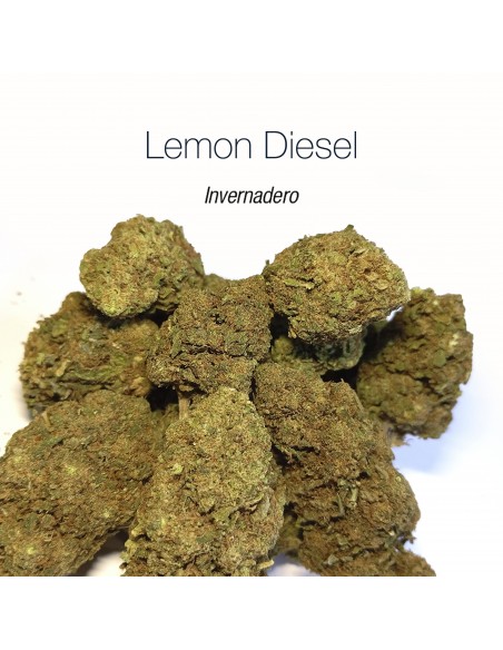 LEMON DIESEL - Invernadero