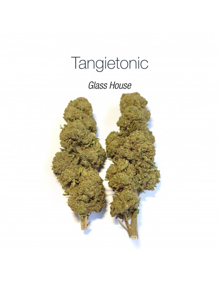TANGIETONIC 9.24% CBD - Glass House