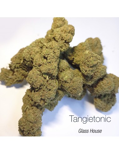 TANGIETONIC 9.24% CBD - Glass House