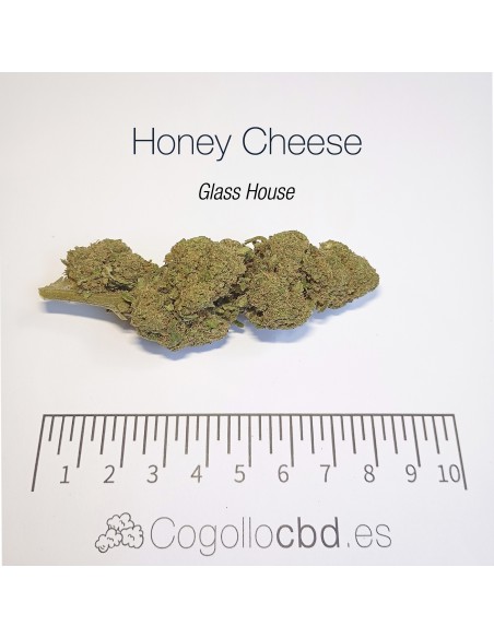 HONEY CHEESE 8.4% CBD - Glass House