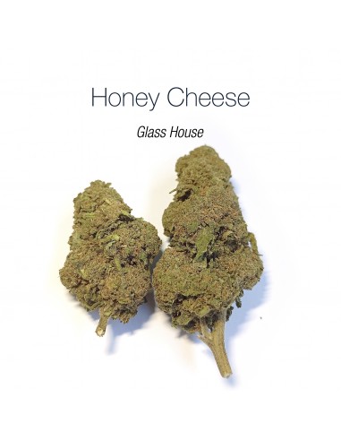 HONEY CHEESE 8.4% CBD - Glass House