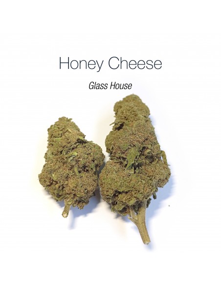 HONEY CHEESE 8.4% CBD - Glass House