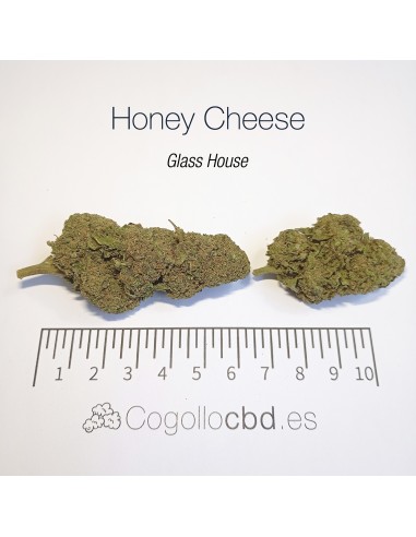 HONEY CHEESE 8.4% CBD - Glass House