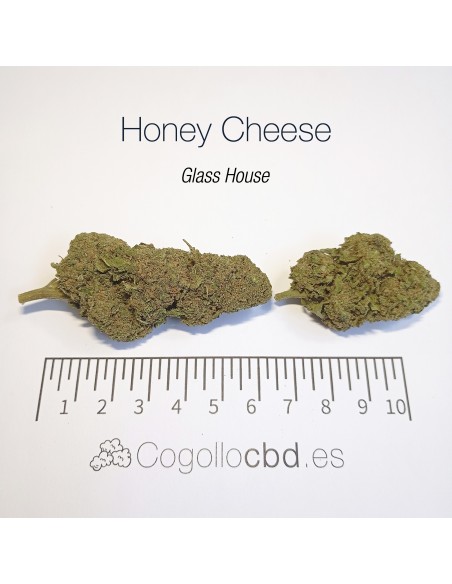 HONEY CHEESE 8.4% CBD - Glass House