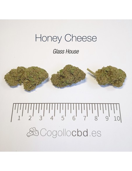 HONEY CHEESE 8.4% CBD - Glass House