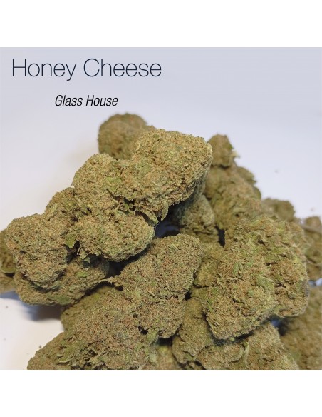 HONEY CHEESE 8.4% CBD - Glass House