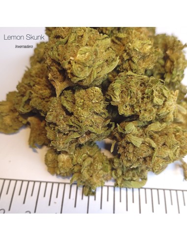 LEMON SKUNK - Invernadero