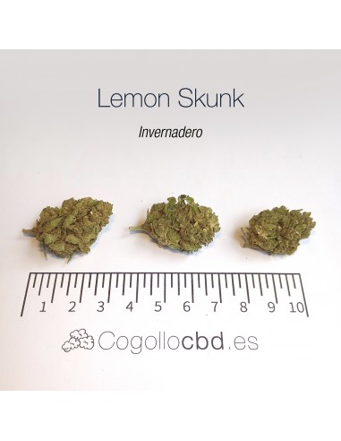 LEMON SKUNK - Invernadero