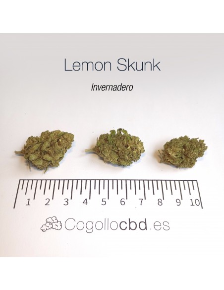 LEMON SKUNK - Invernadero