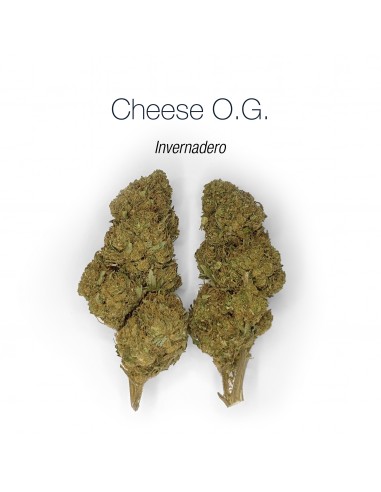 CHEESE O.G. 7.3% CBD - Invernadero