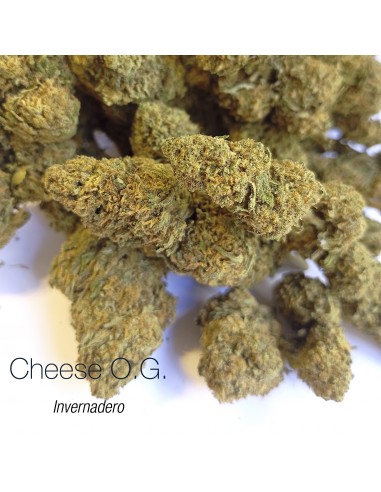 CHEESE O.G. 7.3% CBD - Invernadero