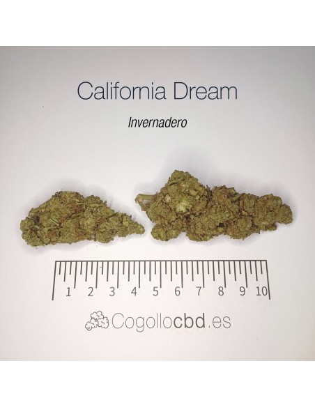 CALIFORNIA DREAM 11.26% CBD - Invernadero