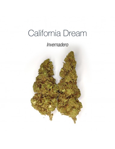 CALIFORNIA DREAM 11.26% CBD - Invernadero
