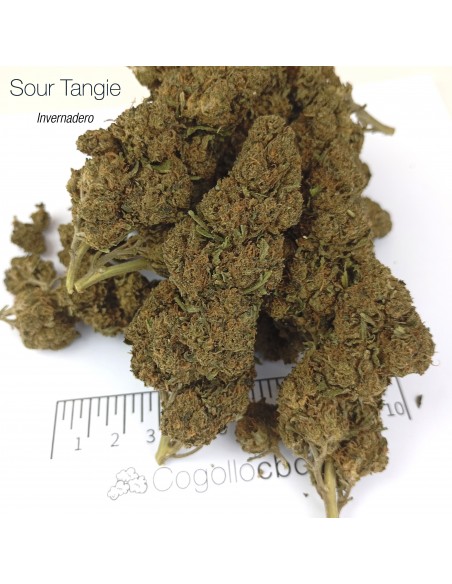 SOUR TANGIE 8% CBD - Invernadero