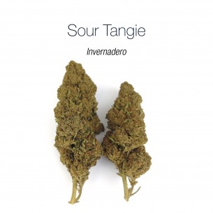 SOUR TANGIE 8% CBD - Invernadero