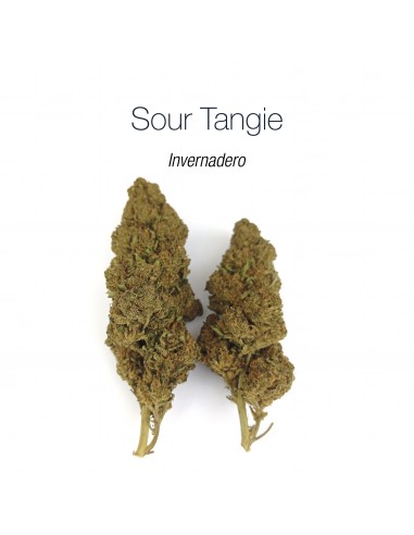 SOUR TANGIE 8% CBD - Invernadero