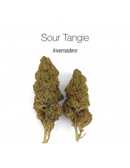 SOUR TANGIE 8% CBD - Invernadero
