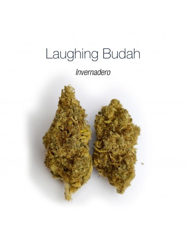 LAUGHING BUDAH 16.6% CBD - Invernadero