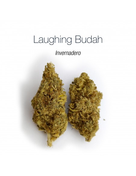LAUGHING BUDAH 16.6% CBD - Invernadero