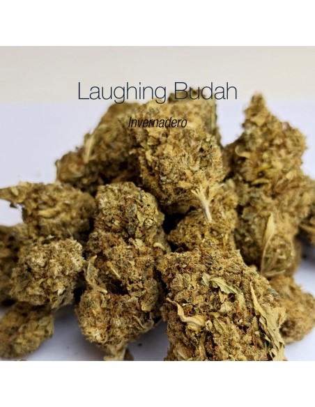 LAUGHING BUDAH 16.6% CBD - Invernadero
