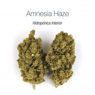 AMNESIA HAZE 20% CBD - Hidropónica Interior