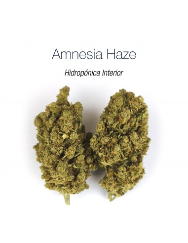 AMNESIA HAZE 20% CBD - Hidropónica Interior