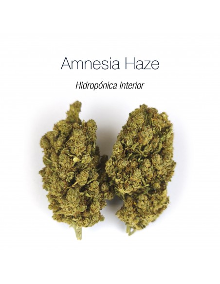 AMNESIA HAZE 20% CBD - Hidropónica Interior