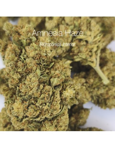 AMNESIA HAZE 20% CBD - Hidropónica Interior