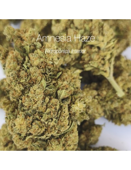AMNESIA HAZE 20% CBD - Hidropónica Interior