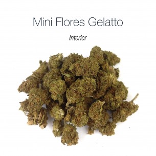 Mini Flores GELATTO 4.13% CBD - Interior