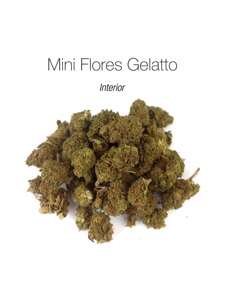 Mini Flores GELATTO 4.13% CBD - Interior
